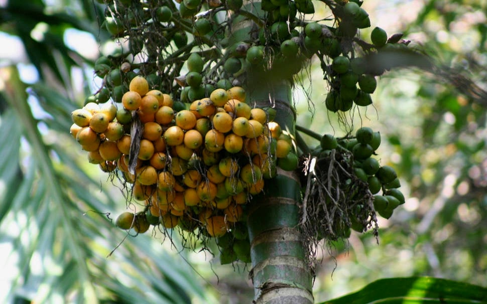 Areca nuts