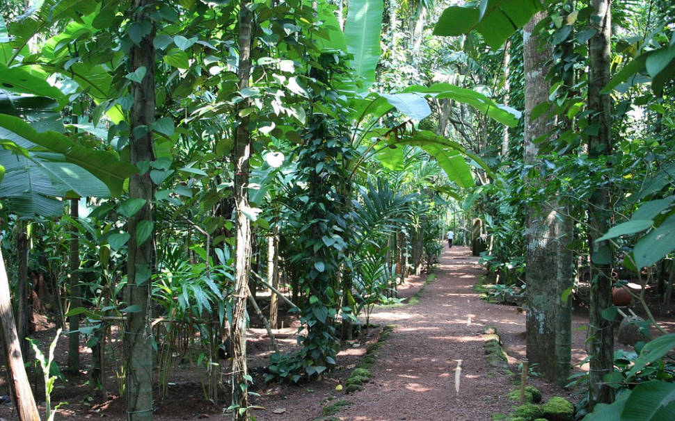 Spice garden on Tropical Spice Farm, Ponda
