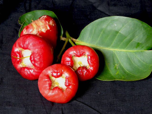 Water Rose Apple in Goa - Best Time