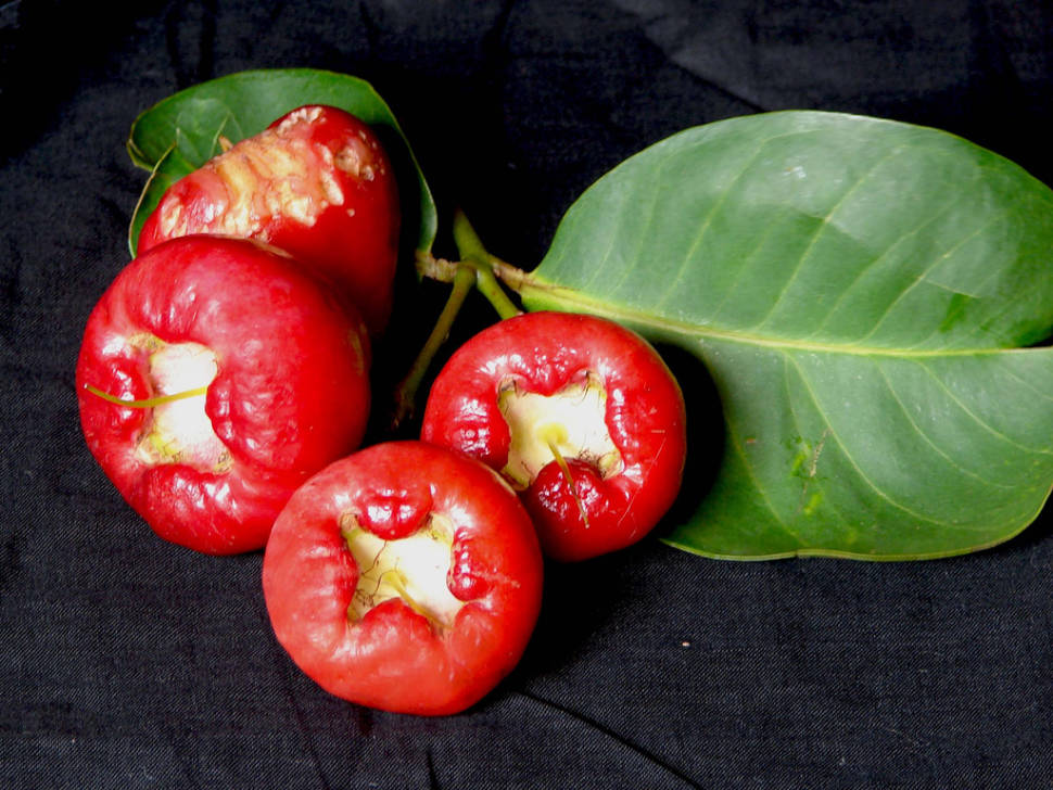 Water Rose Apple in Goa - Best Time