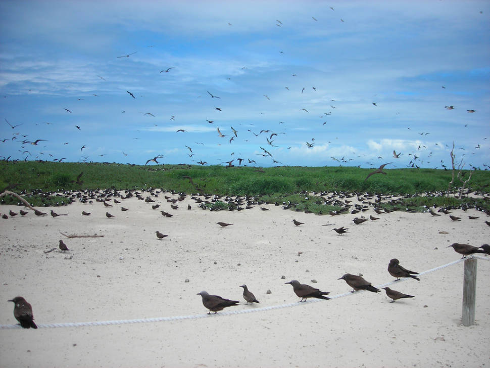 Thousands of birds swarm around