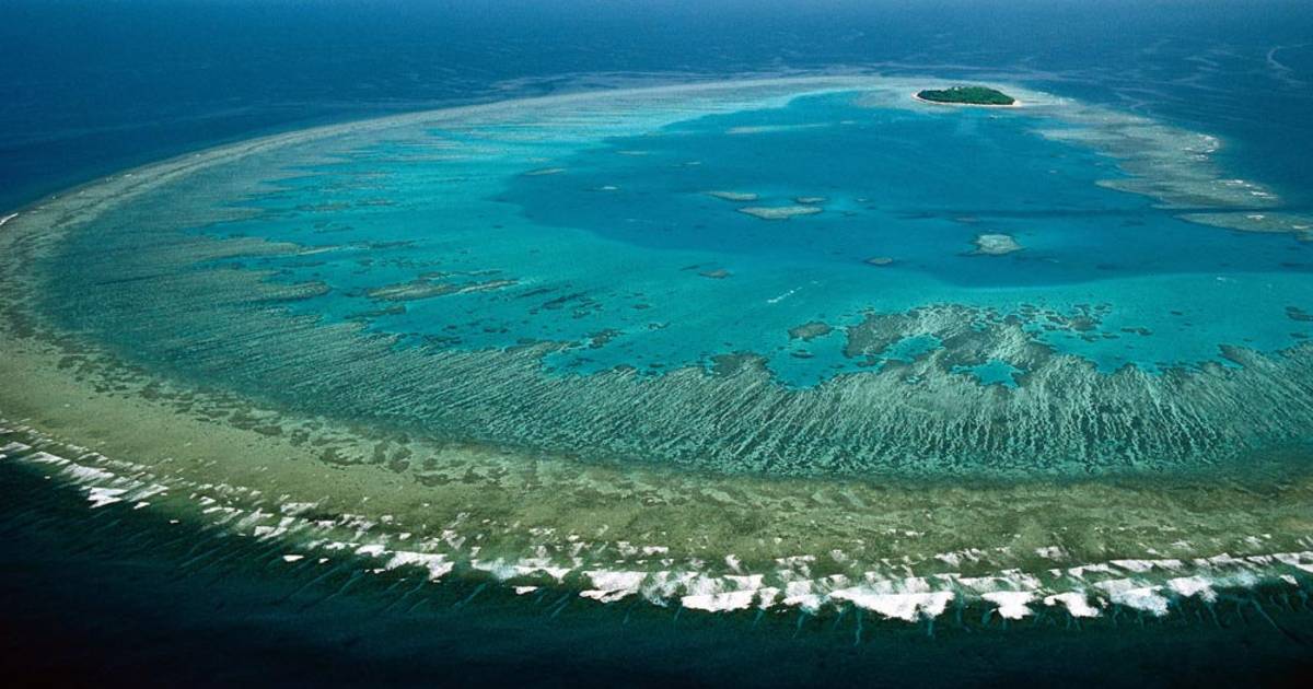 Coral Polyps Spawn in Great Barrier Reef - Best Time