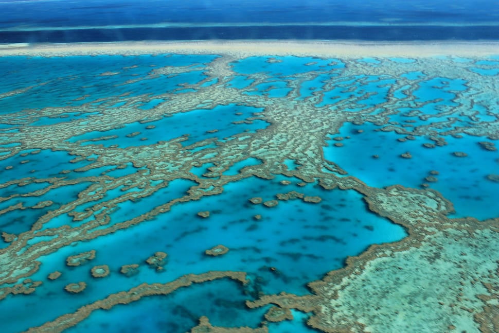 Coral Polyps Spawn in Great Barrier Reef - Best Season