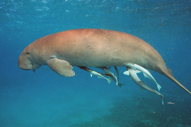 Dugong in Great Barrier Reef - Best Time