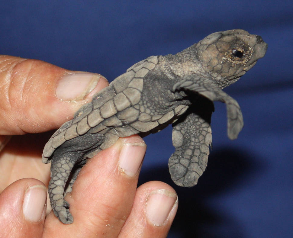 Hatching Turtles in Great Barrier Reef - Best Season