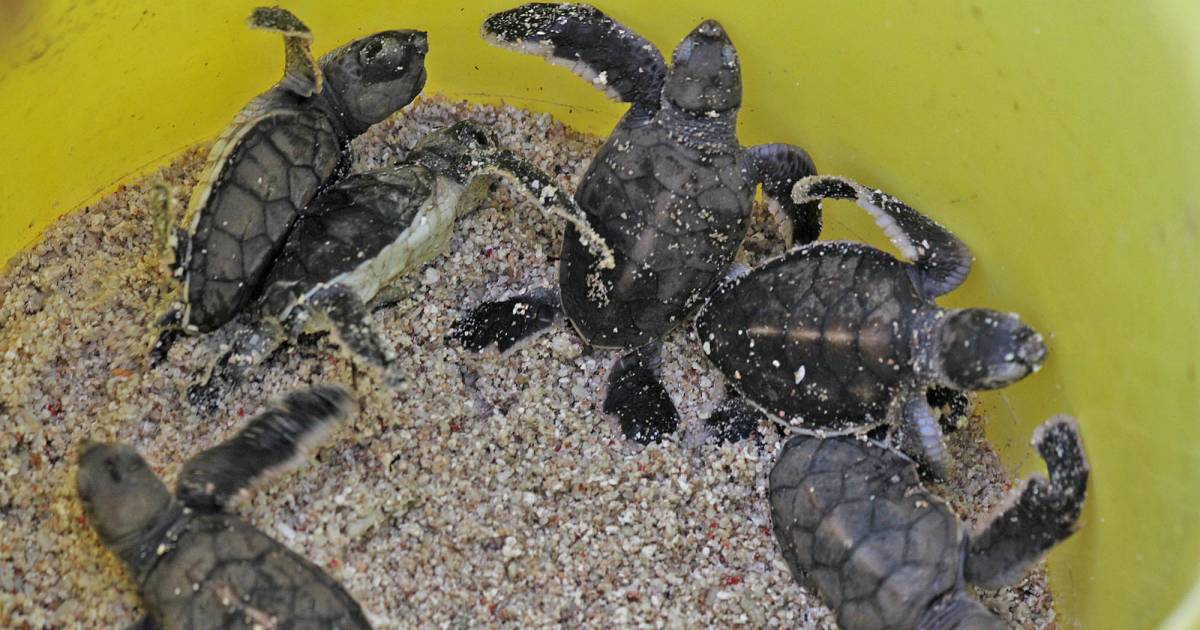 Hatching Turtles in Great Barrier Reef - Best Time