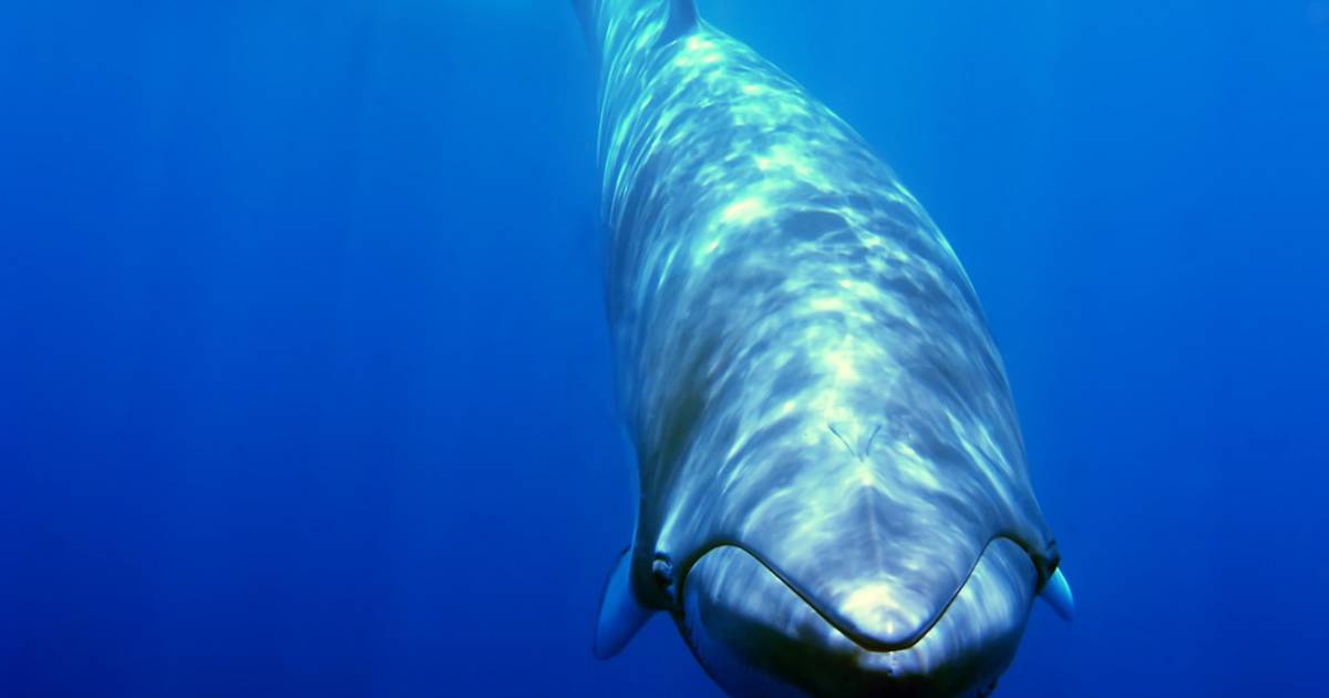Minke Whale in Great Barrier Reef - Best Time
