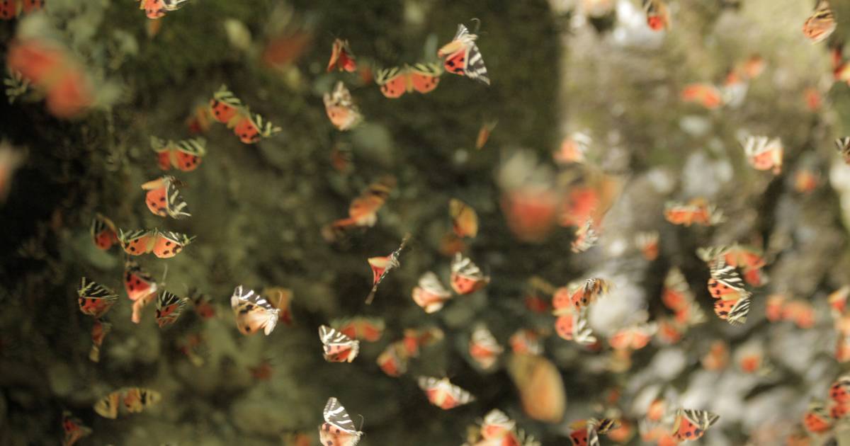 Best Time to See Valley of Butterflies in Rhodes, Greece 2019 Rove.me