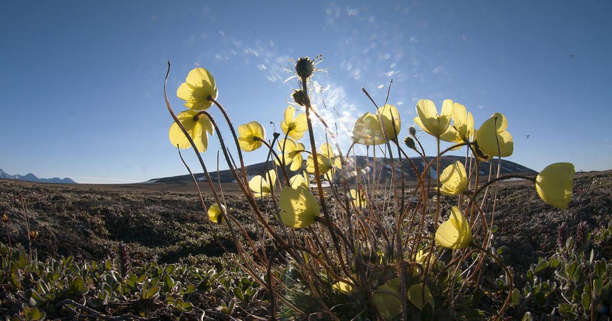 Arctic Poppy and Purple Saxifrage in Greenland - Best Time