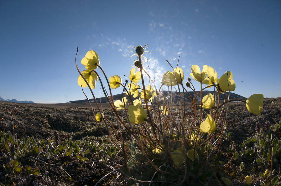 Arctic Poppy and Purple Saxifrage in Greenland - Best Time
