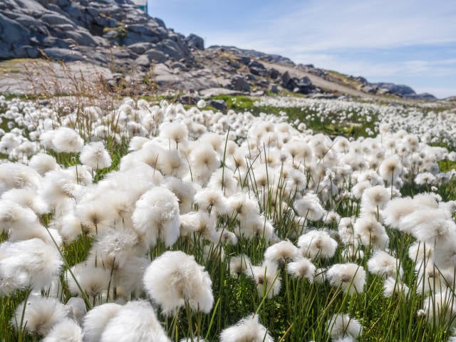 Cotton grass in Kulusuk, Greenland