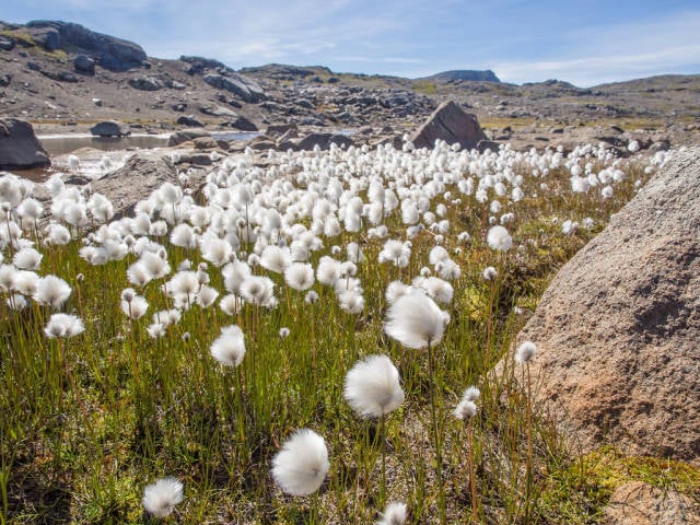 Cottongrass Blooming in Greenland - Best Time