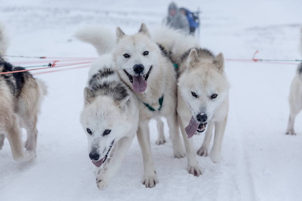 Best time to see Dog Sledding in Greenland