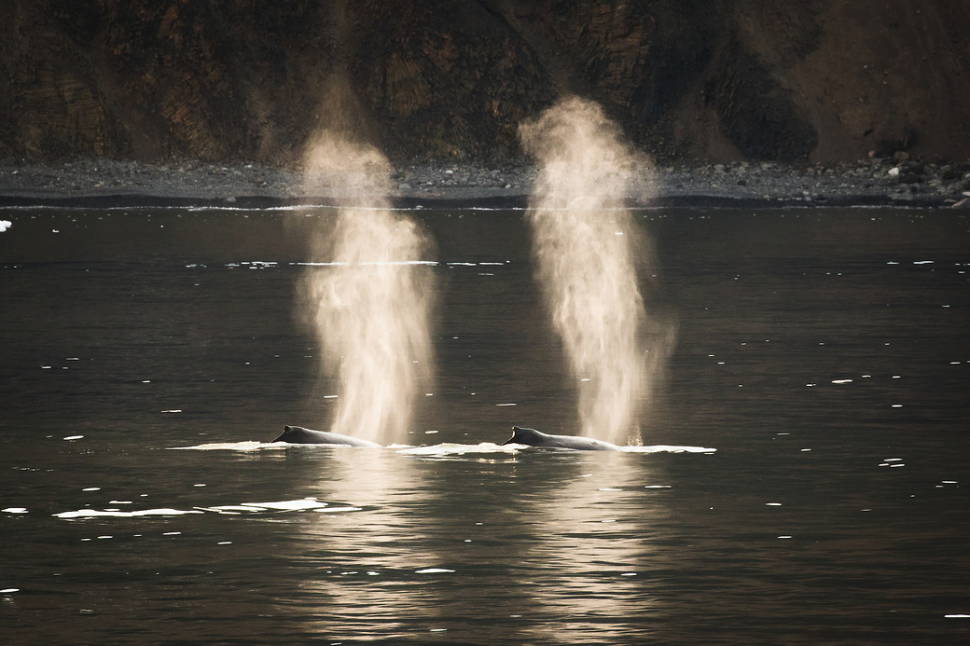 Best time for Whale Watching in Greenland