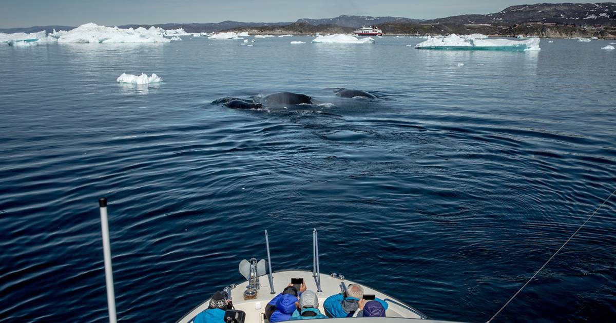 Whale Watching in Greenland - Best Time