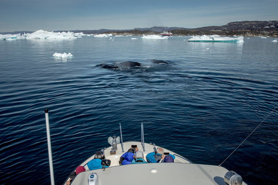 Whale Watching in Greenland - Best Time