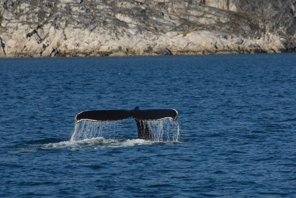 Best time to see Whale Watching in Greenland