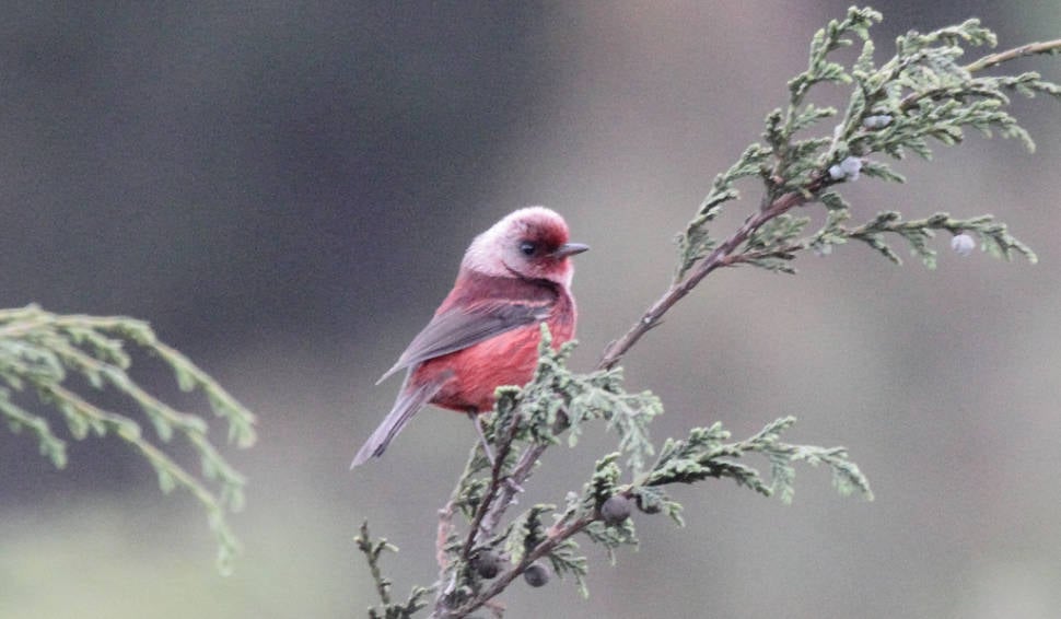 Pink-headed Warbler (Ergaticus versicolor)