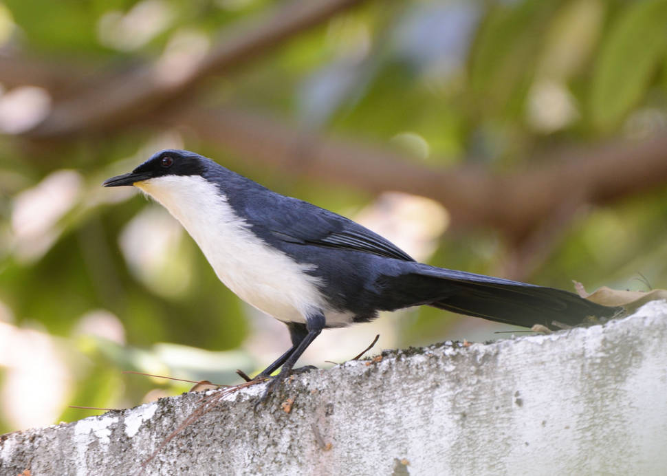Blue-and-white Mockingbird (Melanotis hypoleucus)