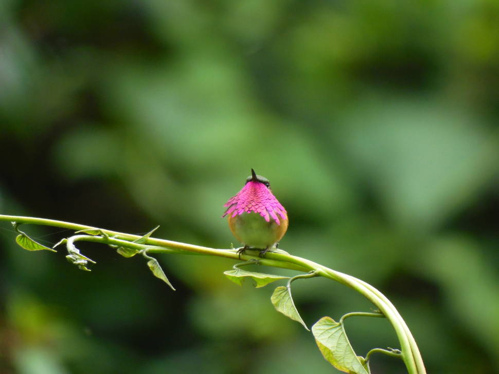 Wine-throated Hummingbird (Atthis ellioti)