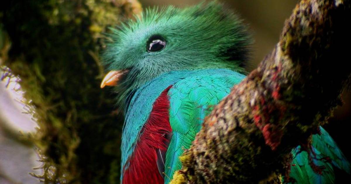 Birdwatching in Guatemala - Best Time