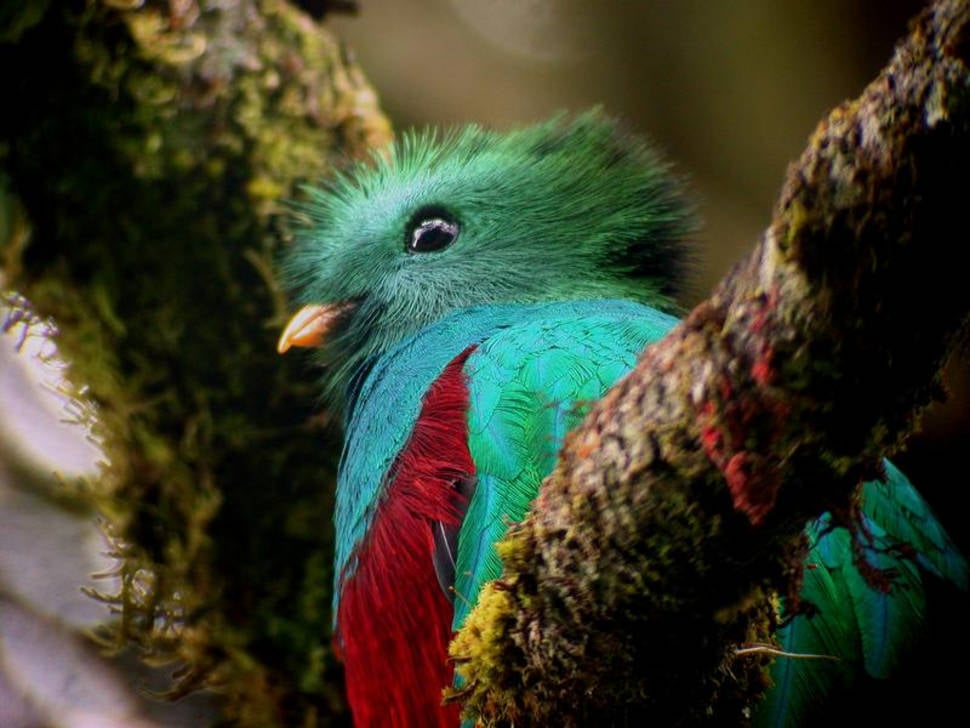 Birdwatching in Guatemala - Best Time