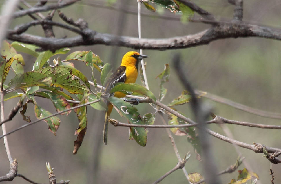 Streak-backed Oriole