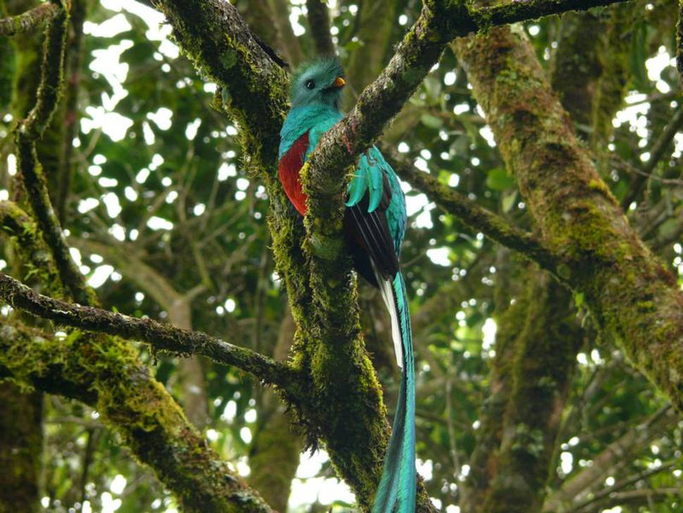 Resplendent Quetzal, national bird of Guatemala