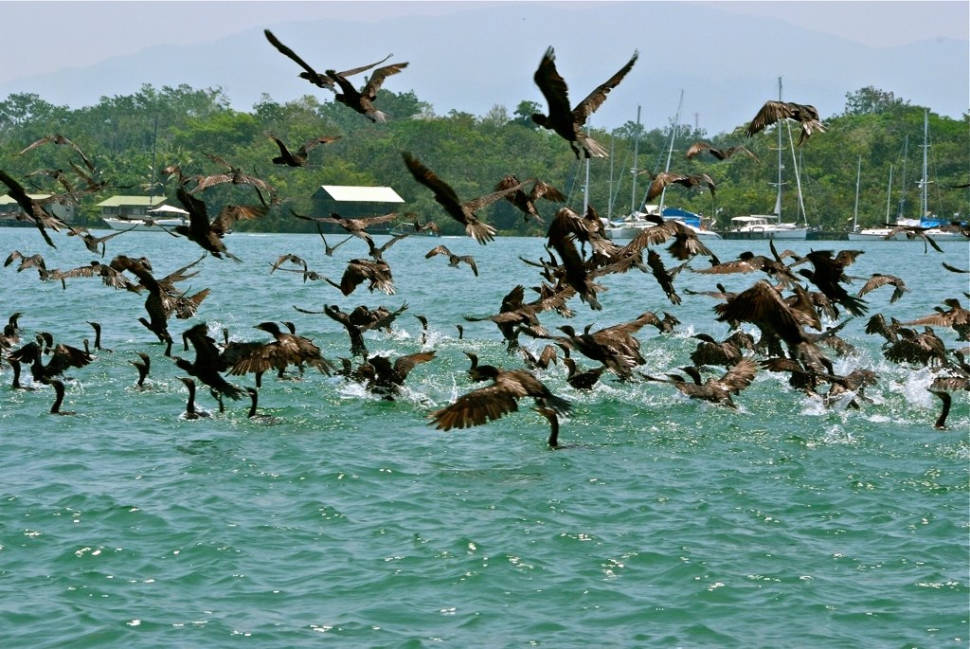 Boat Trip around Lake Izabal, Rio Dulce, and Livingston in Guatemala - Best Season