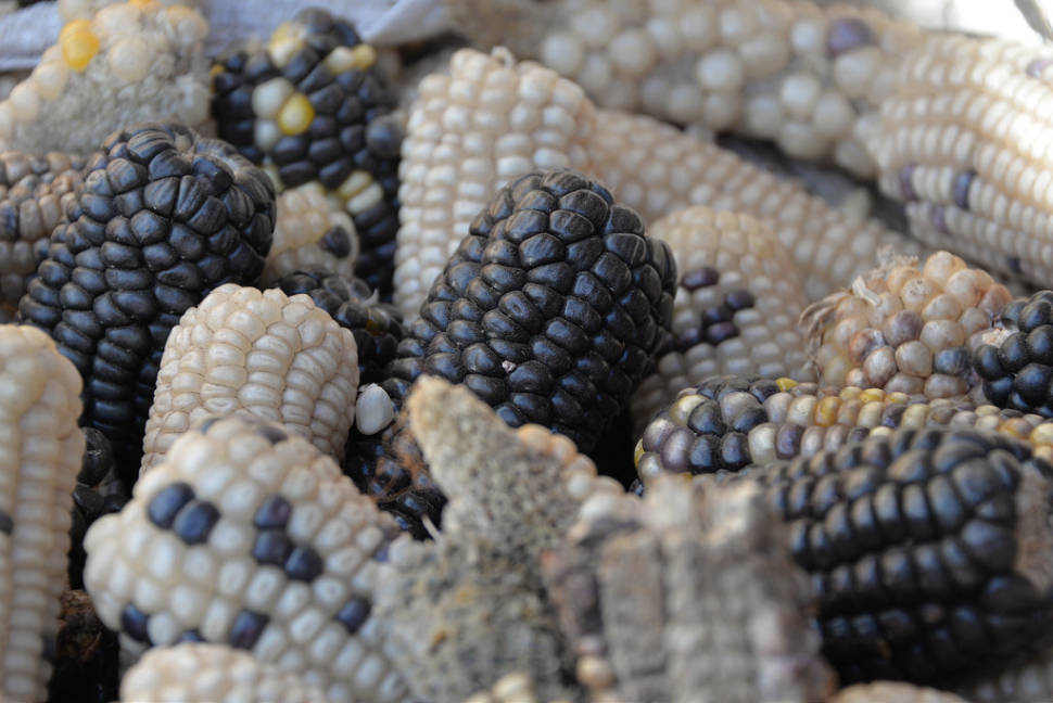 Black & white corn