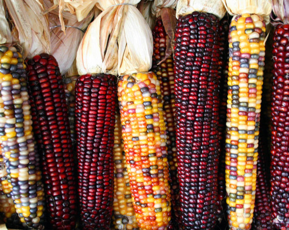 Corn Specialties in Guatemala - Best Time