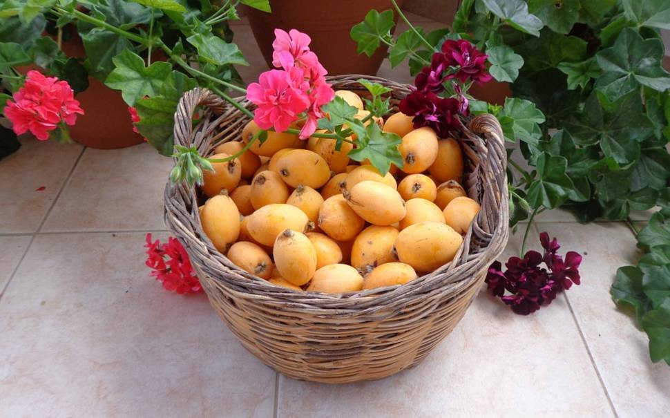 Nisperos in Guatemala - Best Season