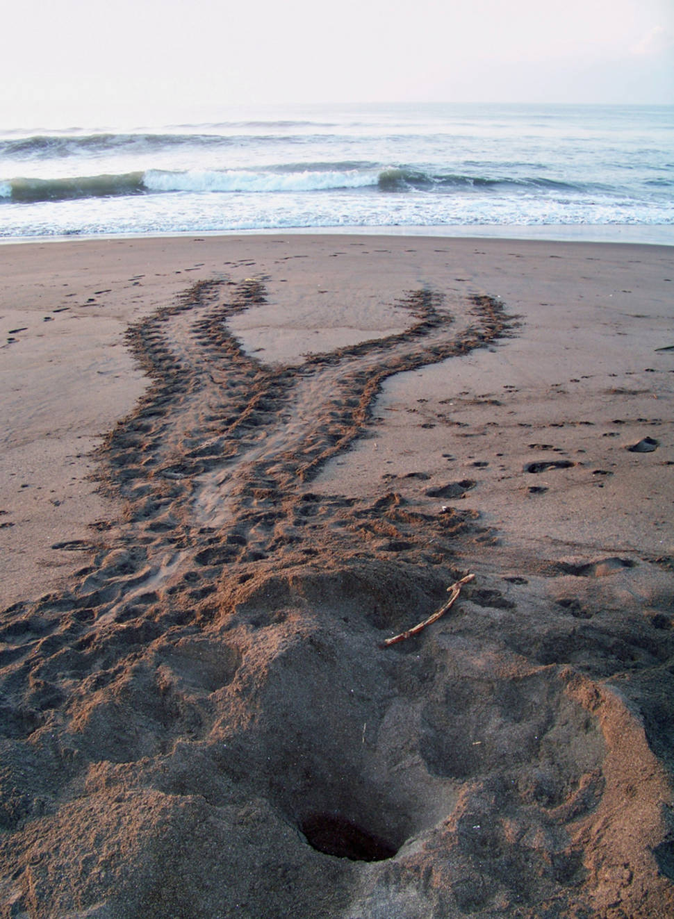 Speedy Turtles in Guatemala - Best Season