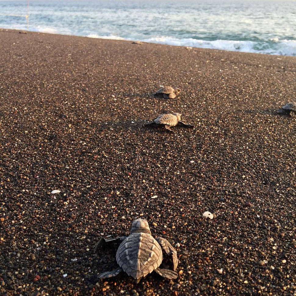 Baby turtles in Monterrico