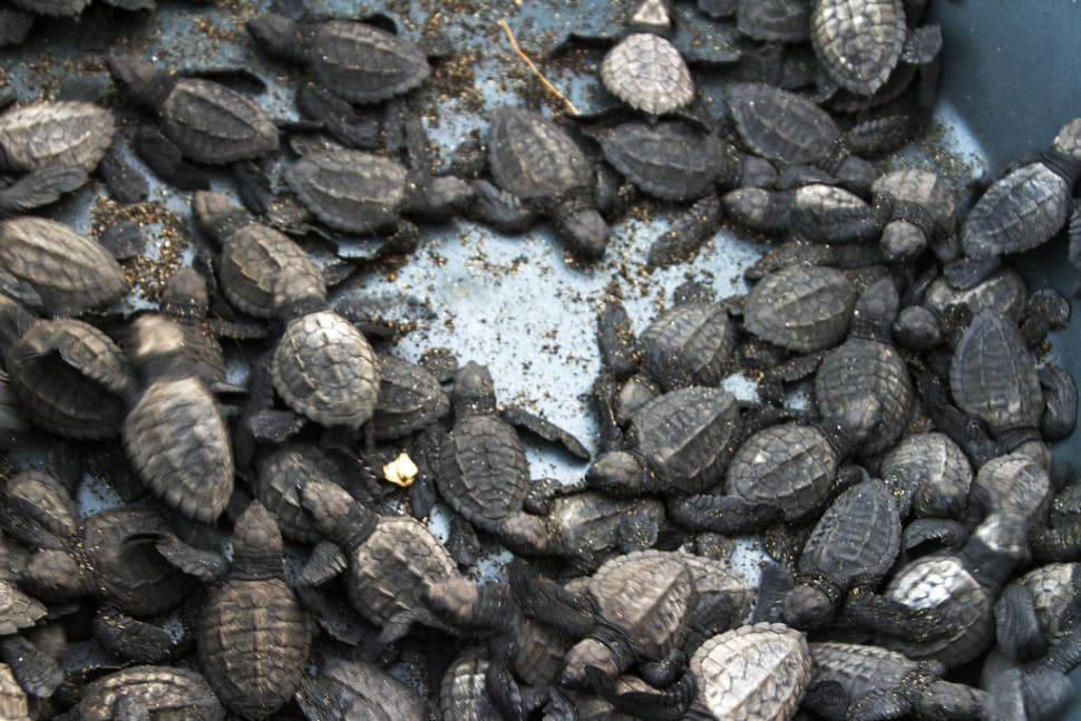 Bucket of turtles in Monterico, Guatemala