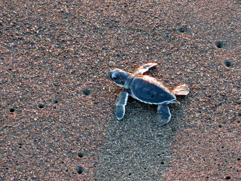 Speedy Turtles in Guatemala - Best Time