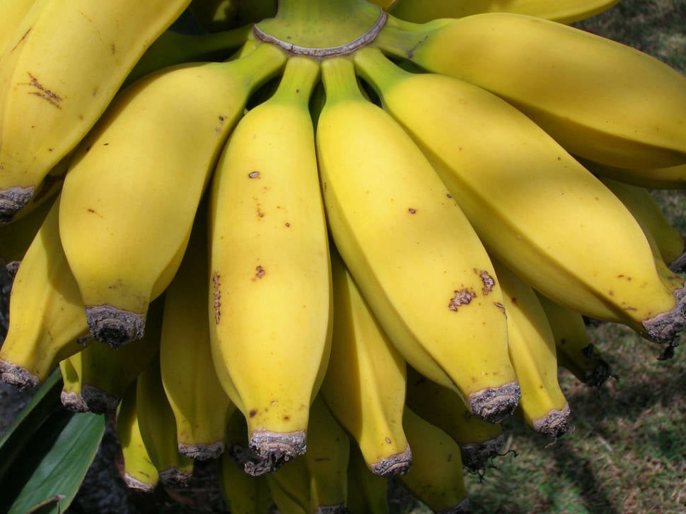 Apple Bananas in Hawaii - Best Season