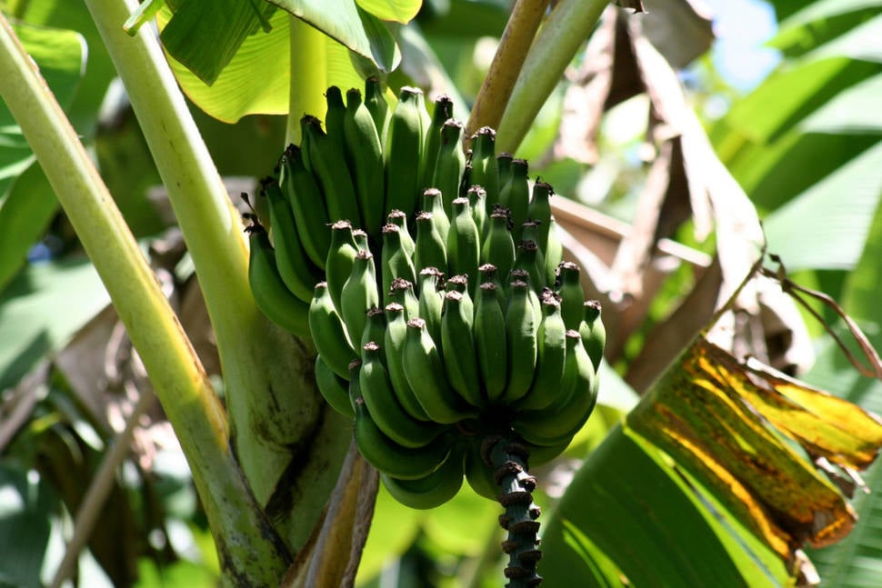 Apple Bananas in Hawaii - Best Time