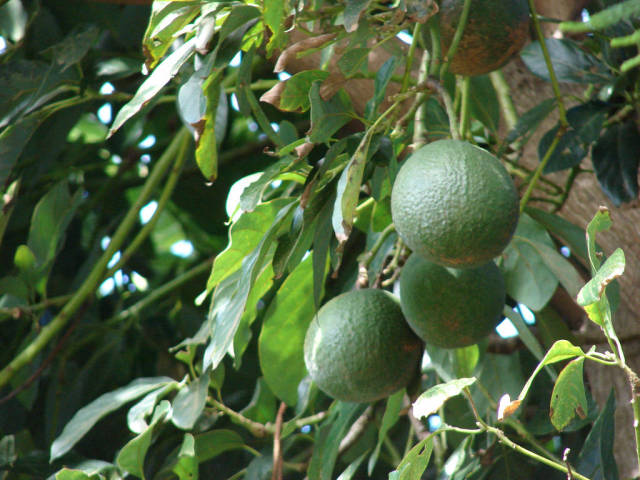 Avocado in Hawaii - Best Season