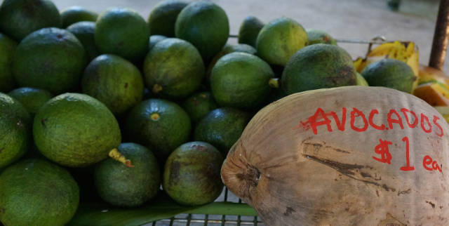 Avocado in Hawaii - Best Time