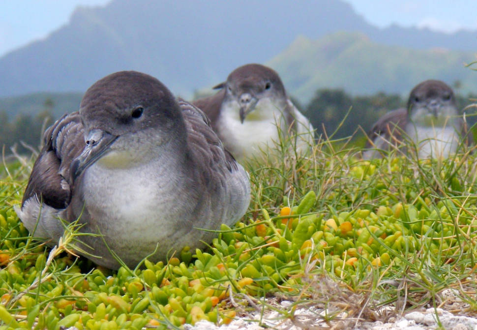 Shearwater nesting