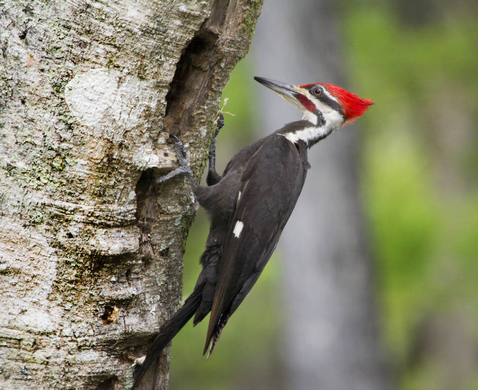 Woodpecker