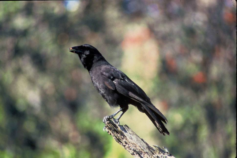 Birdwatching in Hawaii - Best Time
