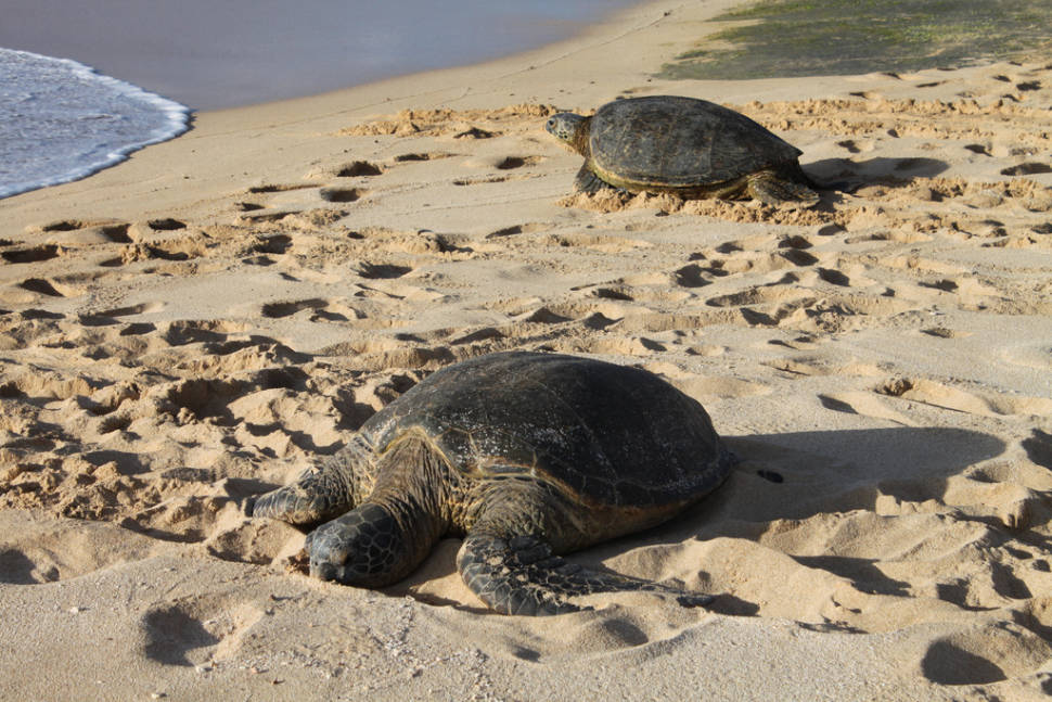 Best time for Laniakea or Turtle Beach in Hawaii