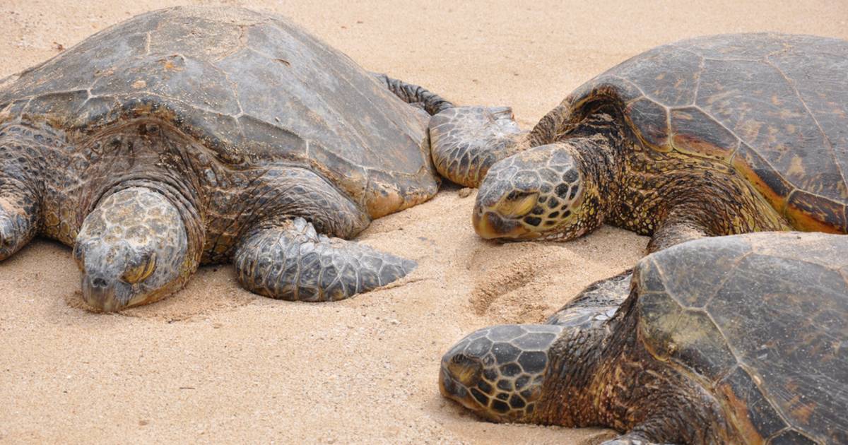 Laniakea or Turtle Beach in Hawaii - Best Time
