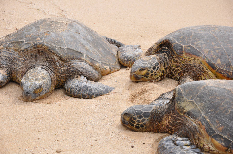 Laniakea or Turtle Beach in Hawaii - Best Time