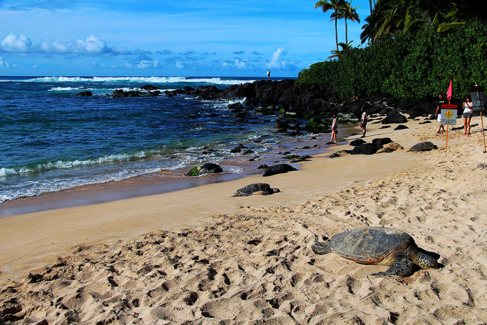 Laniakea or Turtle Beach in Hawaii - Best Season