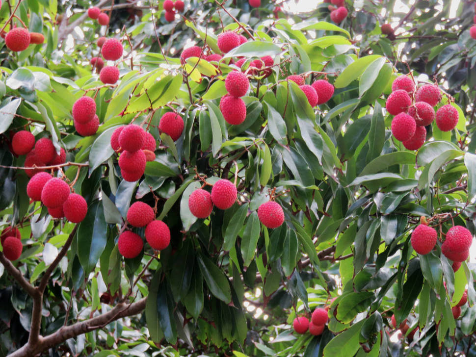 Lychee in Hawaii - Best Season