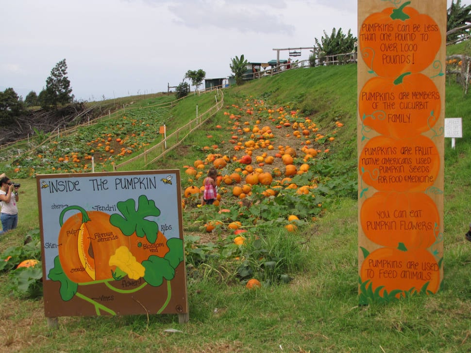 Best time for Great Pumpkin Festival in Hawaii