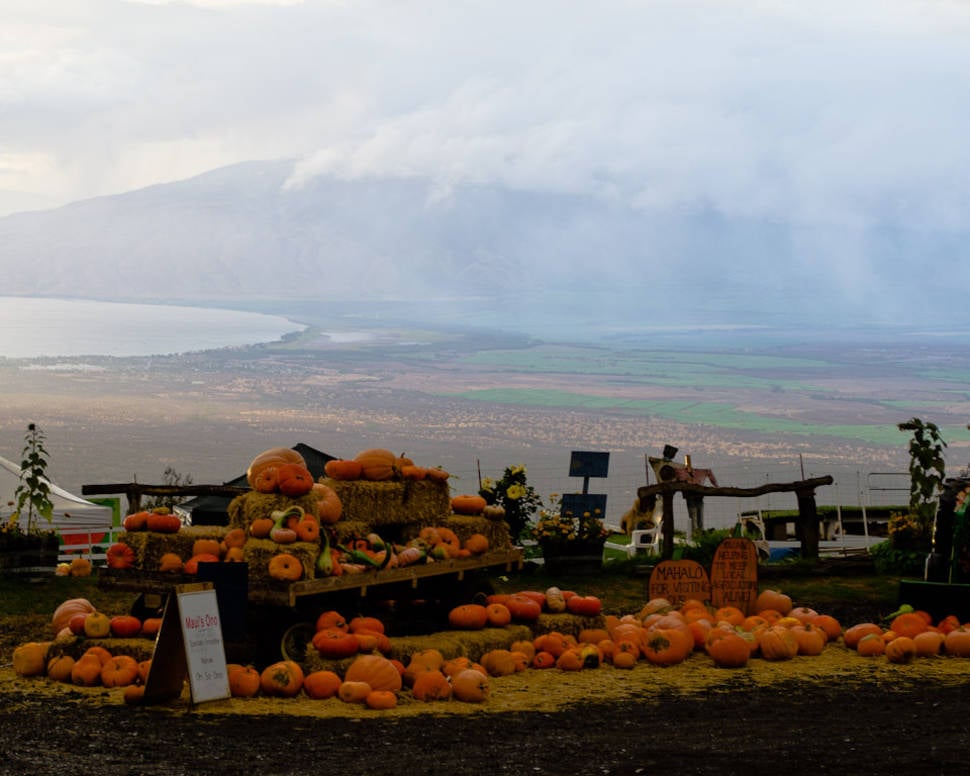 Great Pumpkin Festival in Hawaii - Best Season